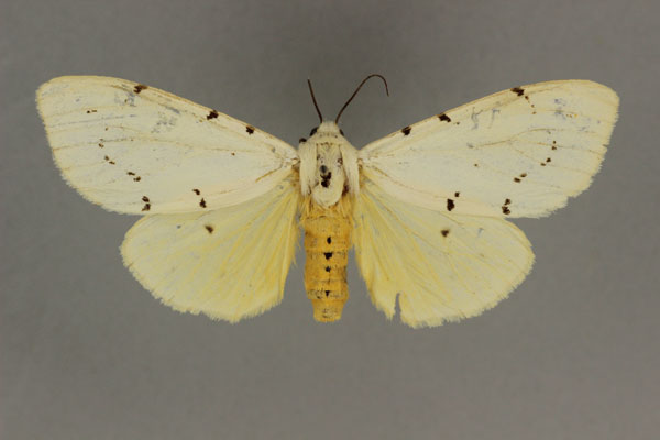 /filer/webapps/moths/media/images/D/diplosticta_Eyralpenus_AF_BMNH.jpg