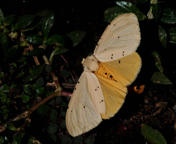 /filer/webapps/moths/media/images/D/diplosticta_Eyralpenus_AF_King.jpg