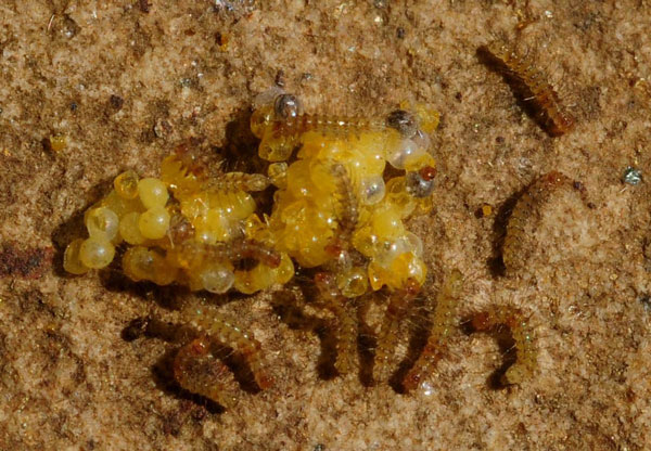 /filer/webapps/moths/media/images/D/diplosticta_Eyralpenus_C_King.jpg