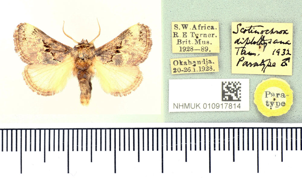 /filer/webapps/moths/media/images/D/diplothysana_Scotinochroa_PT_BMNH.jpg