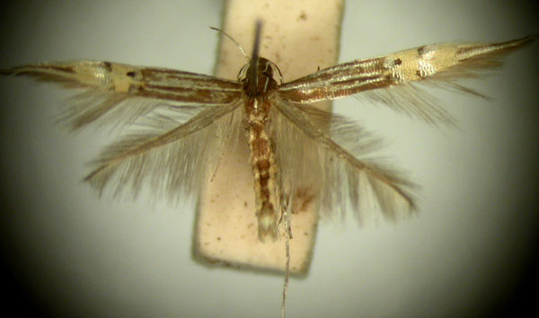 /filer/webapps/moths/media/images/D/diplozona_Cosmopterix_HT873_TMSA_01.jpg