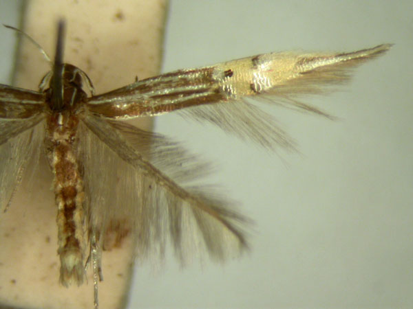 /filer/webapps/moths/media/images/D/diplozona_Cosmopterix_HT873_TMSA_02.jpg