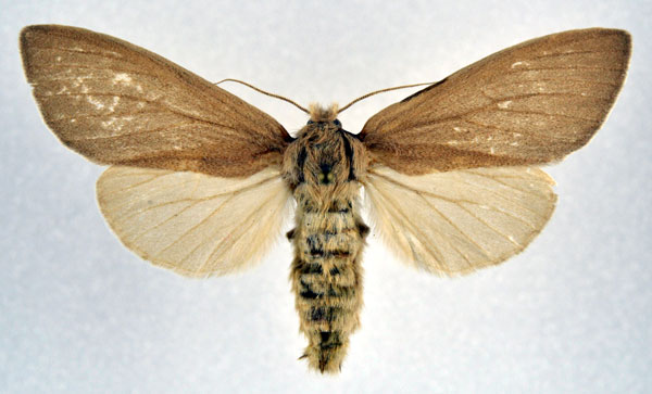 /filer/webapps/moths/media/images/D/dipotamica_Sumeria_AF_NHMO.jpg
