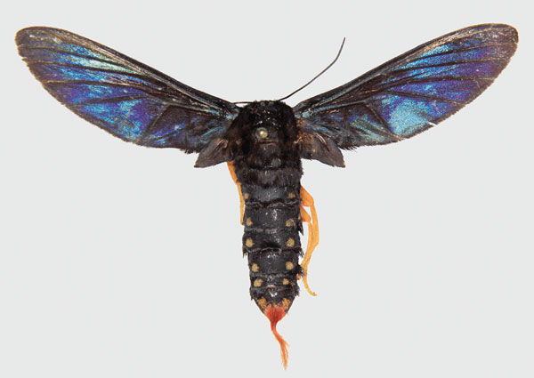/filer/webapps/moths/media/images/D/diptera_Melisa_AM_Larsen.jpg