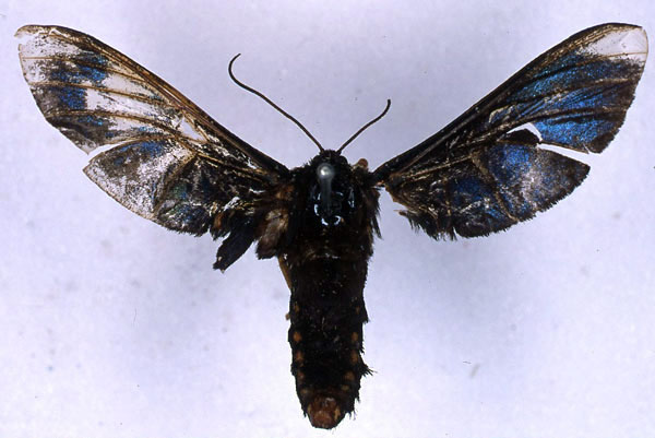 /filer/webapps/moths/media/images/D/diptera_Melisa_HT_BMNH_01.jpg