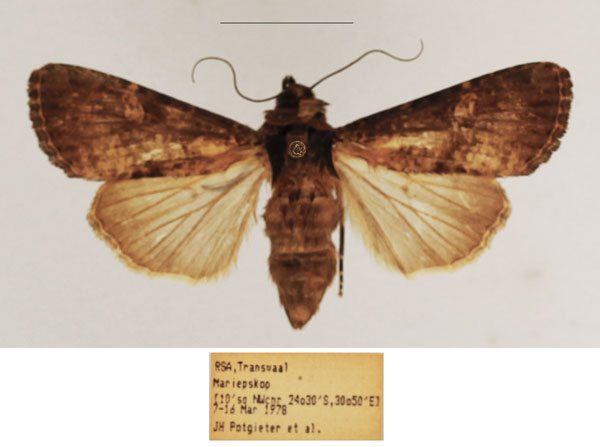 /filer/webapps/moths/media/images/D/dipterigidia_Apospasta_AF_TMSA_01.jpg