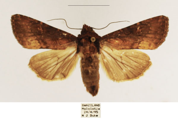 /filer/webapps/moths/media/images/D/dipterigidia_Apospasta_AF_TMSA_02.jpg