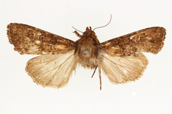 /filer/webapps/moths/media/images/D/dipterigidia_Apospasta_AM_RMCA.jpg