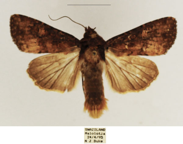 /filer/webapps/moths/media/images/D/dipterigidia_Apospasta_AM_TMSA_01.jpg