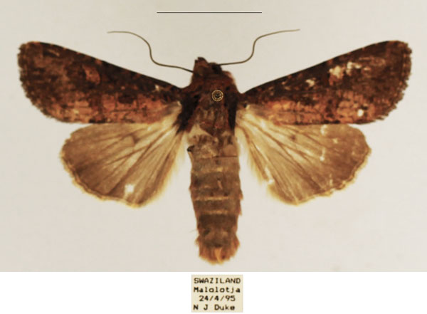 /filer/webapps/moths/media/images/D/dipterigidia_Apospasta_AM_TMSA_02.jpg