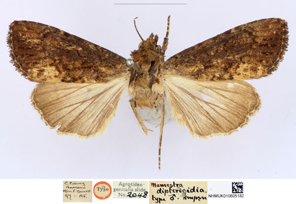 /filer/webapps/moths/media/images/D/dipterigidia_Mamestra_HT_BMNH_IiXuzF3.jpg