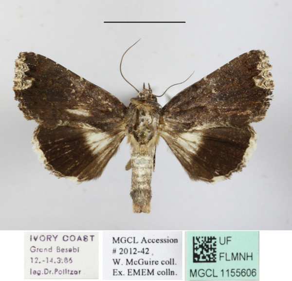 /filer/webapps/moths/media/images/D/dipterygia_Aedia_A_MGCLa_01.JPG