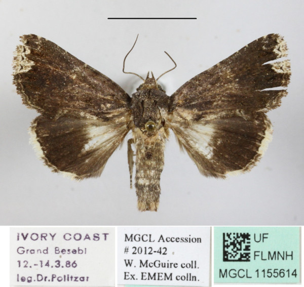 /filer/webapps/moths/media/images/D/dipterygia_Aedia_A_MGCLa_02.JPG