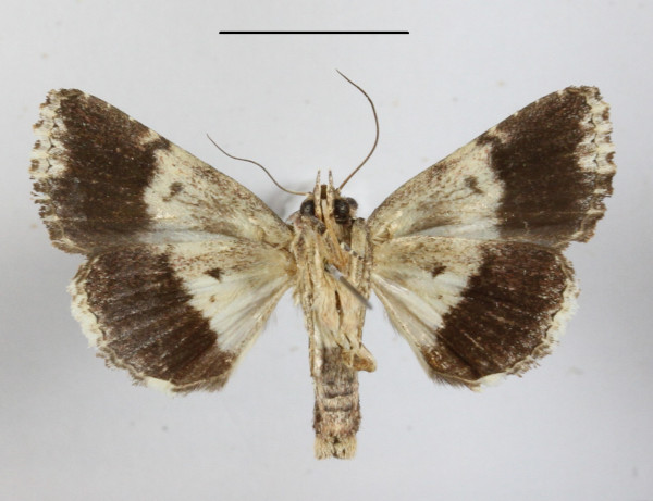 /filer/webapps/moths/media/images/D/dipterygia_Aedia_A_MGCLb_01.JPG