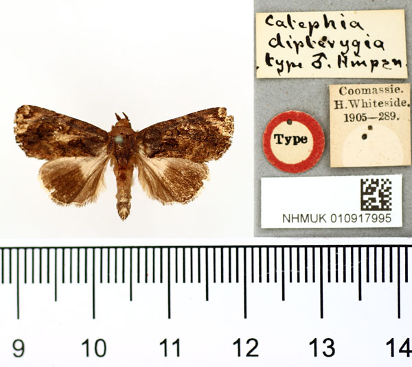 /filer/webapps/moths/media/images/D/dipterygia_Catephia_PT_BMNH.jpg