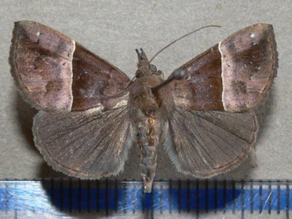 /filer/webapps/moths/media/images/D/directa_Hypena_A_Goffa_01.jpg