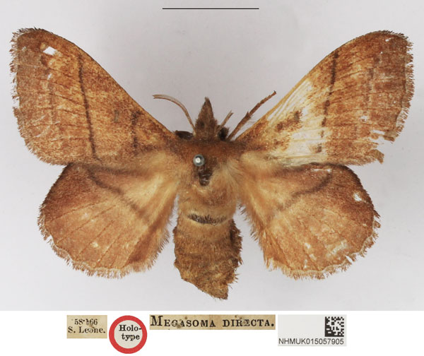 /filer/webapps/moths/media/images/D/directa_Megasoma_HT_NHMUK.jpg