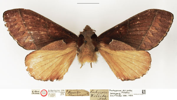 /filer/webapps/moths/media/images/D/directa_Pachypasa_HT_NHMUK.jpg