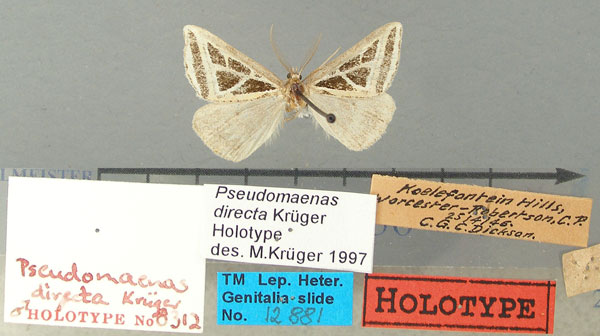 /filer/webapps/moths/media/images/D/directa_Pseudomaenas_HT_TMSA.jpg
