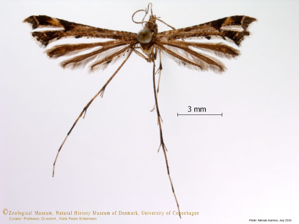 /filer/webapps/moths/media/images/D/direptalis_Amblyptilia_A_ZMUC.jpg