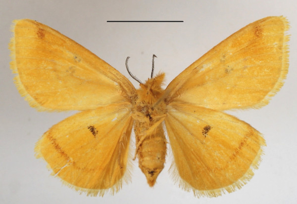 /filer/webapps/moths/media/images/D/discalis_Aroa_AF_MGCLb_02.JPG
