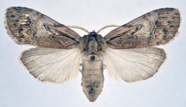 /filer/webapps/moths/media/images/D/discalis_Psalisodes_AF_NHMO.jpg