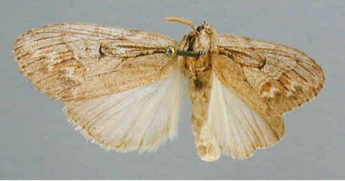 /filer/webapps/moths/media/images/D/discalis_Psalisodes_A_RMCA.jpg