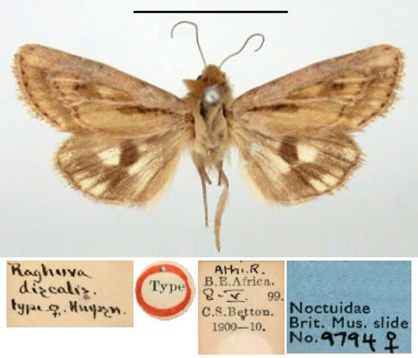 /filer/webapps/moths/media/images/D/discalis_Raghuva_HT_BMNH.jpg