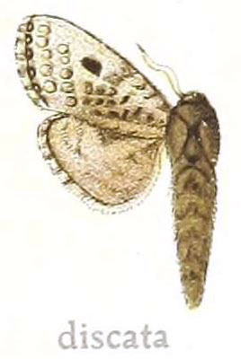 /filer/webapps/moths/media/images/D/discata_Salagena_HT_NHMUK.jpg