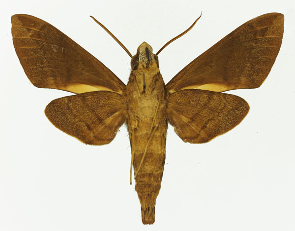 /filer/webapps/moths/media/images/D/discifera_Nephele_AM_Basquin_02b.jpg