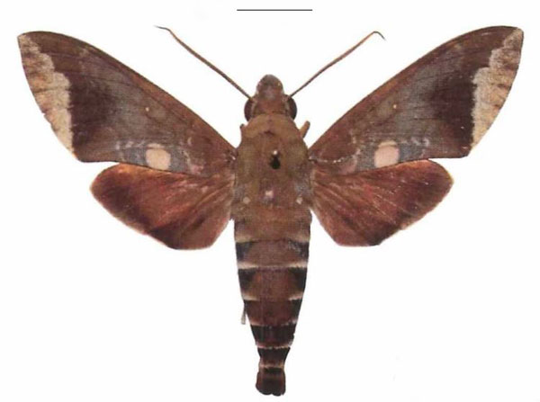 /filer/webapps/moths/media/images/D/discifera_Nephele_AM_EMEM.jpg