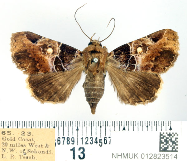 /filer/webapps/moths/media/images/D/discimacula_Athyrma_AM_BMNH.jpg