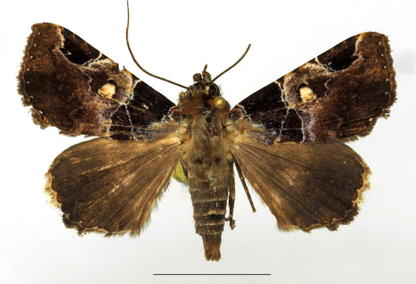 /filer/webapps/moths/media/images/D/discimacula_Athyrma_AM_Basquin.jpg