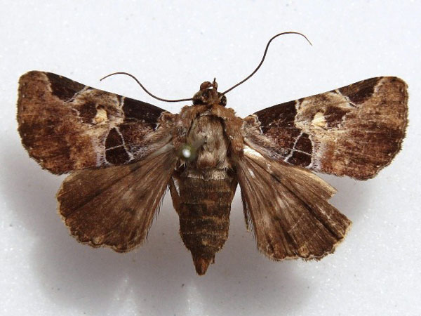 /filer/webapps/moths/media/images/D/discimacula_Athyrma_A_Goff.jpg