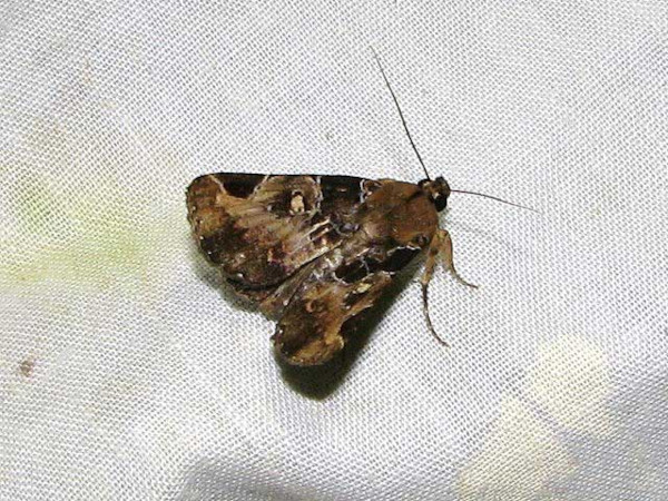 /filer/webapps/moths/media/images/D/discimacula_Athyrma_A_Goff_02.jpg