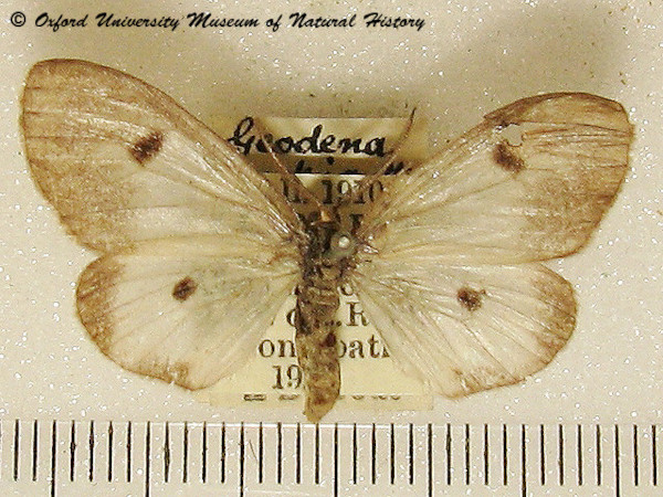 /filer/webapps/moths/media/images/D/discinota_Geodena_A_OUMNH.jpg