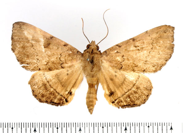 /filer/webapps/moths/media/images/D/discipuncta_Blasticorhinus_AF_BMNH.jpg