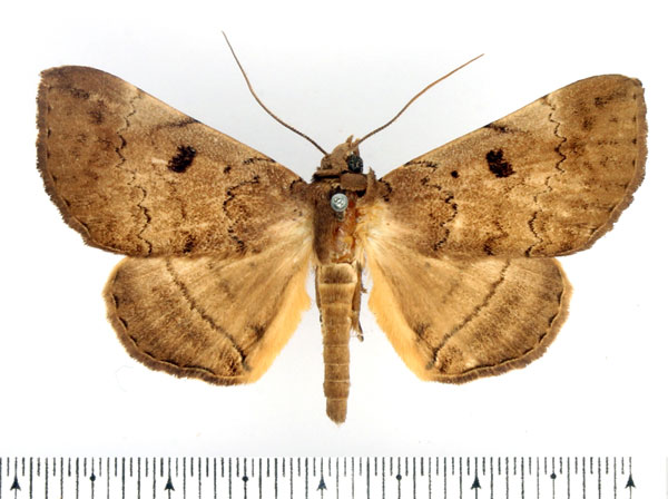 /filer/webapps/moths/media/images/D/discipuncta_Blasticorhinus_AM_BMNH_01.jpg
