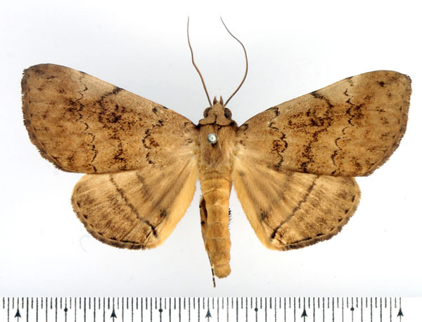 /filer/webapps/moths/media/images/D/discipuncta_Blasticorhinus_AM_BMNH_02.jpg