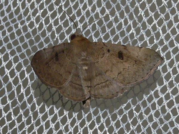 /filer/webapps/moths/media/images/D/discipuncta_Blasticorhinus_A_Goff_02.JPG