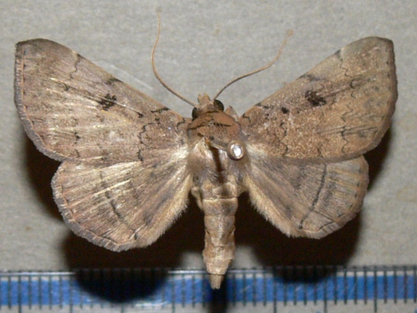 /filer/webapps/moths/media/images/D/discipuncta_Blasticorhinus_A_Goffa_01.JPG