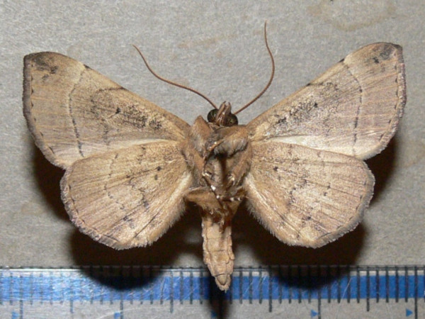 /filer/webapps/moths/media/images/D/discipuncta_Blasticorhinus_A_Goffb_01.JPG