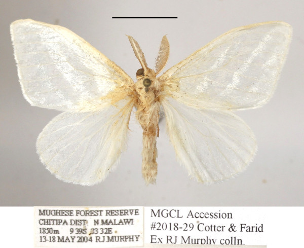 /filer/webapps/moths/media/images/D/discissa_Leucoma_A_MGCLa_02.JPG