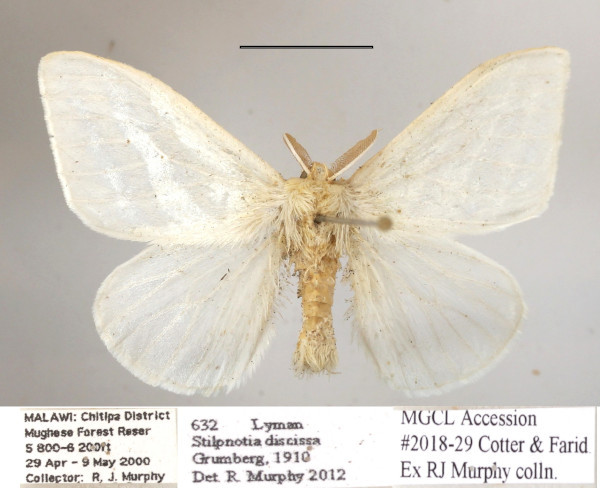 /filer/webapps/moths/media/images/D/discissa_Leucoma_A_MGCLa_03.JPG
