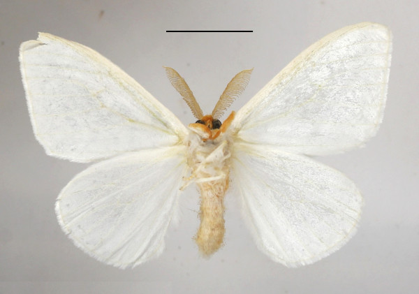 /filer/webapps/moths/media/images/D/discissa_Leucoma_A_MGCLb_01.JPG