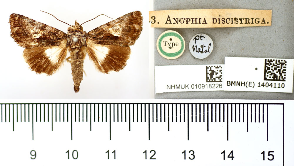 /filer/webapps/moths/media/images/D/discistriga_Anophia_ST_BMNH.jpg