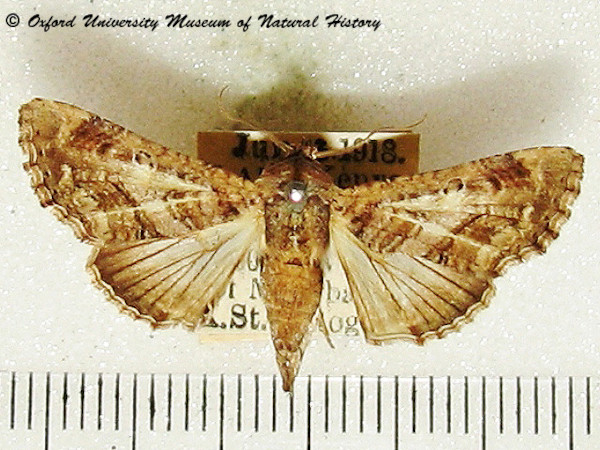 /filer/webapps/moths/media/images/D/discitriga_Eutelia_A_OUMNH_02.jpg