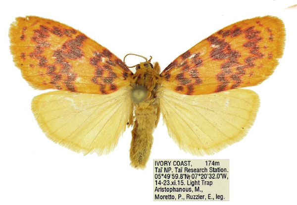 /filer/webapps/moths/media/images/D/discocellularis_Afrasura_AF_ANHRT.jpg