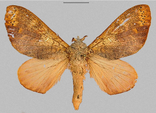 /filer/webapps/moths/media/images/D/discocellularis_Ptyssophlebia_AF_RMCA.jpg