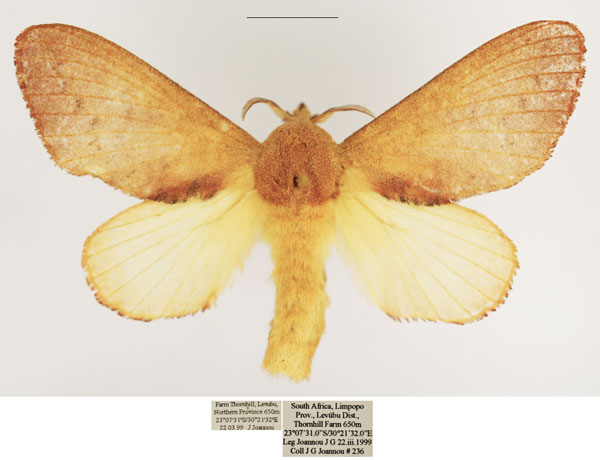 /filer/webapps/moths/media/images/D/discocellularis_Ptyssophlebia_AF_TMSA.jpg
